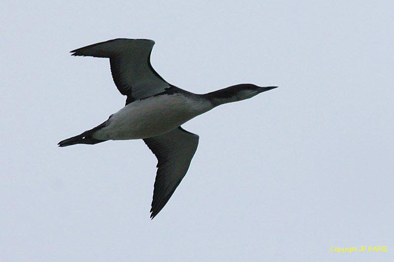 Gavia arctica